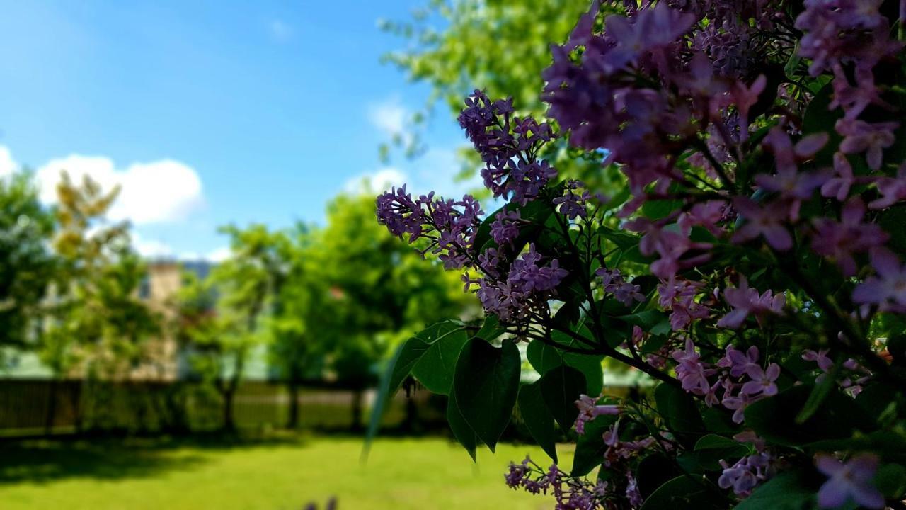 Villa Gracja Łeba Esterno foto